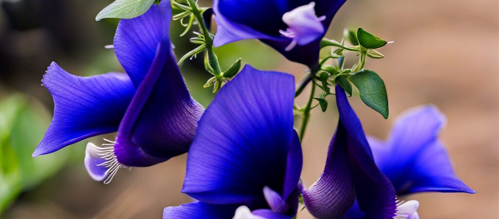 Discover New Medicinal Power: Butterfly Pea Flower Recipes